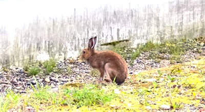 エゾユキウサギの看護 