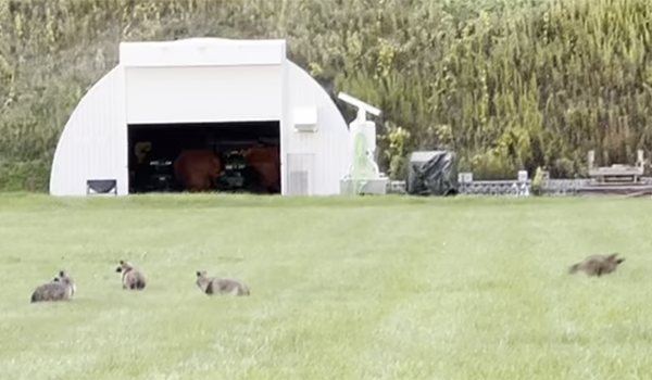 エゾタヌキ家族の滞在