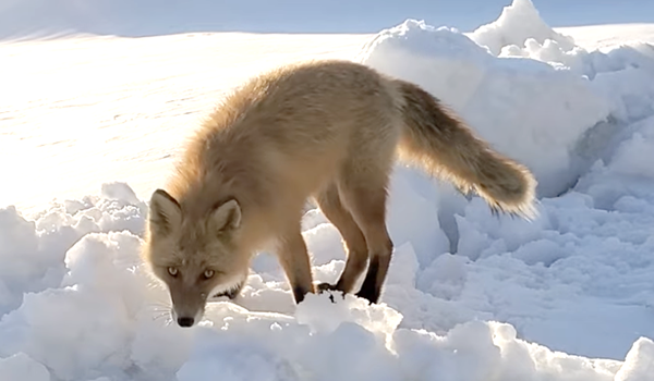 厳しい冬を超え春を待つキタキツネ